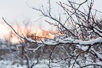 snow-tree.-small.jpg